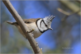<p>SÝKORA PARUKÁŘKA (Lophophanes cristatus) /Crested tit - Haubenmeise/</p>